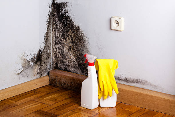 Best Certified Mold Removal  in St Anne, IL